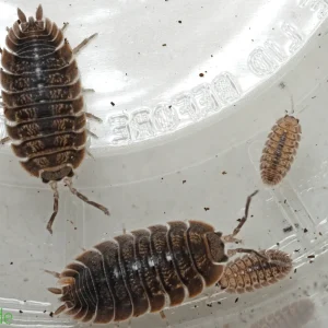Porcellio dilatatus "Giant Canyon" Isopods FREE SHIPPING