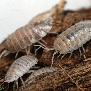 Porcellio laevis "Confetti" Isopods FREE SHIPPING