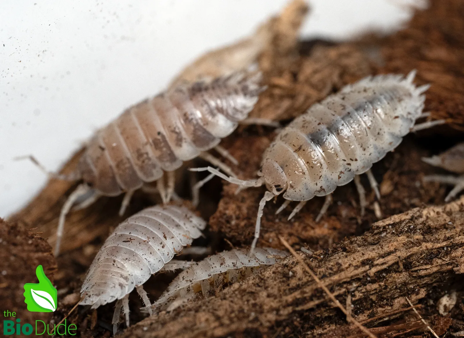 Porcellio laevis "Confetti" Isopods FREE SHIPPING