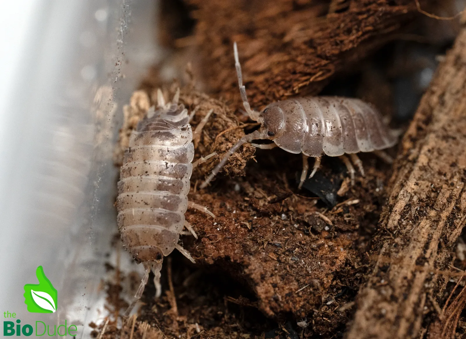 Porcellio laevis "Confetti" Isopods FREE SHIPPING - Image 2