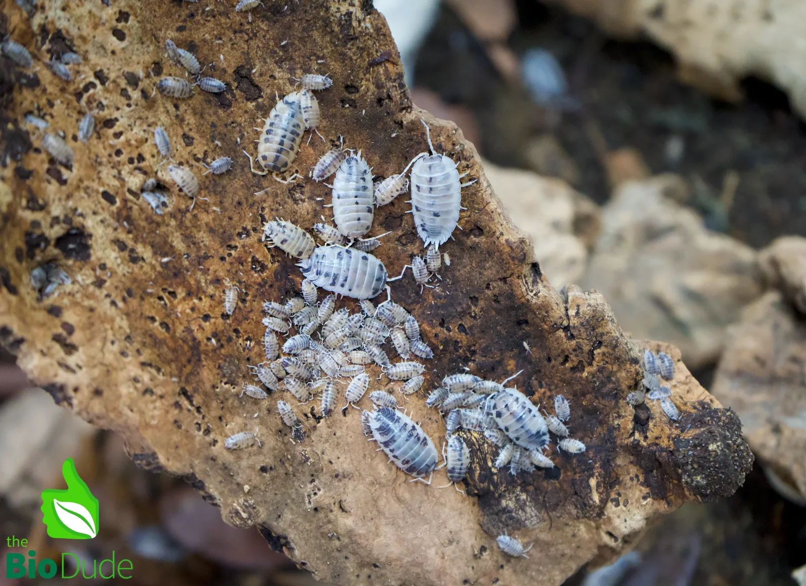 Porcellio laevis "Dairy Cow" Isopods FREE SHIPPING - Image 2
