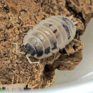 Porcellio laevis "Dairy Cow" Isopods FREE SHIPPING