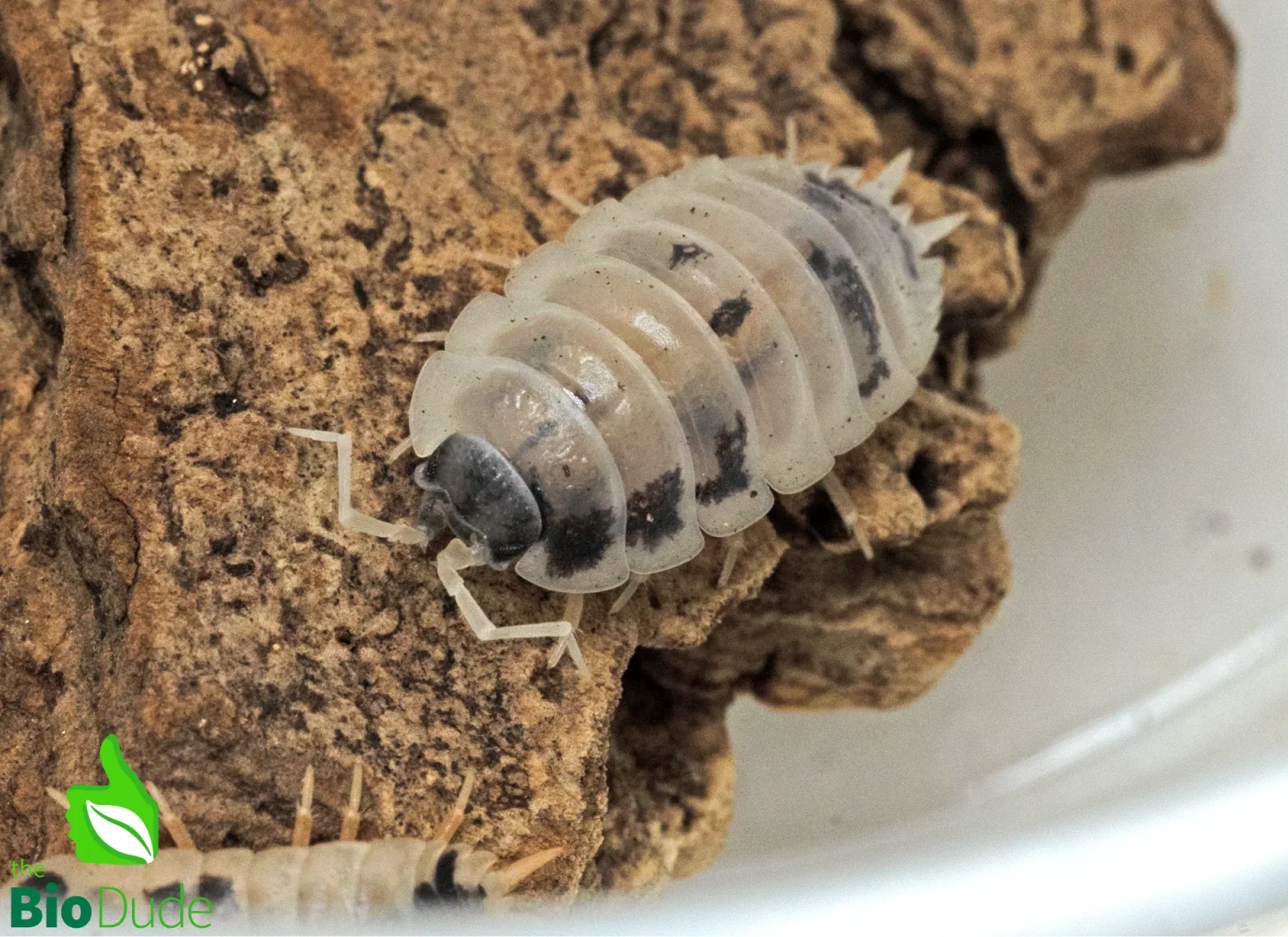 Porcellio laevis "Dairy Cow" Isopods FREE SHIPPING