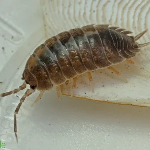 Porcellio laevis "Milk Back" Isopods FREE SHIPPING