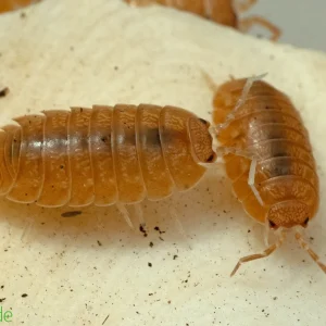Porcellio laevis "Orange" Isopods FREE SHIPPING