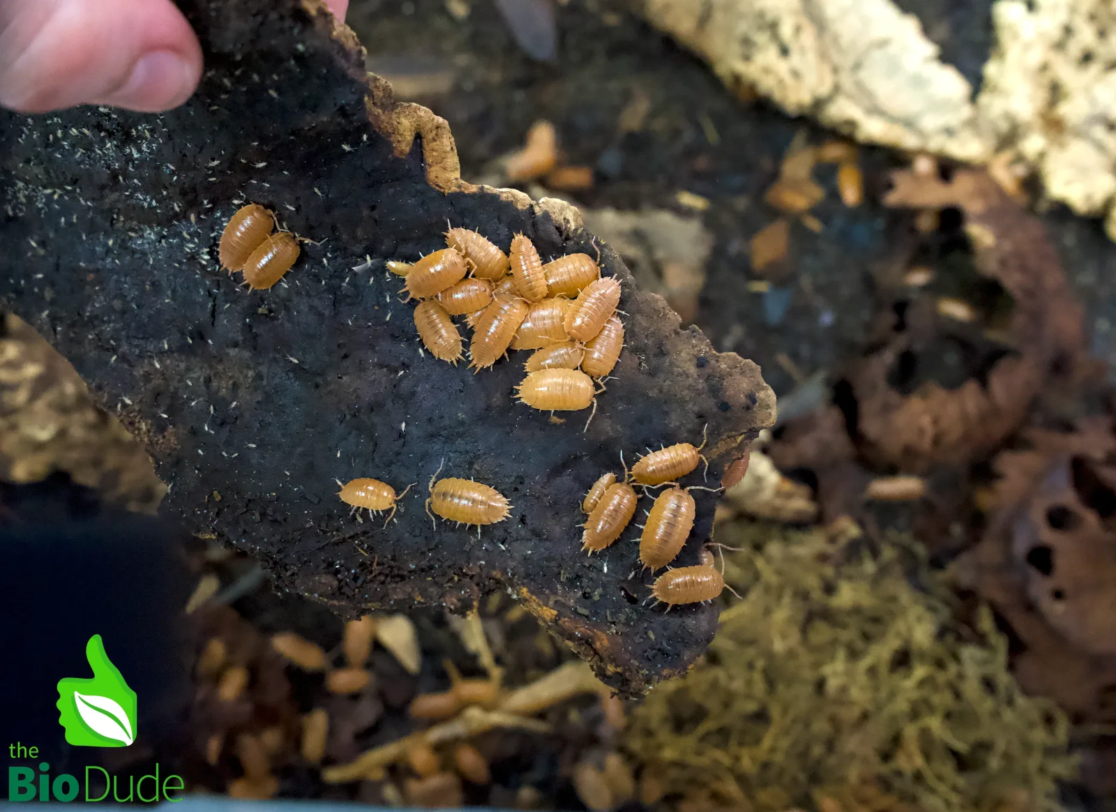 Porcellio laevis "Orange" Isopods FREE SHIPPING - Image 2