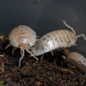 Porcellio Laevis "White Out" Isopods FREE SHIPPING