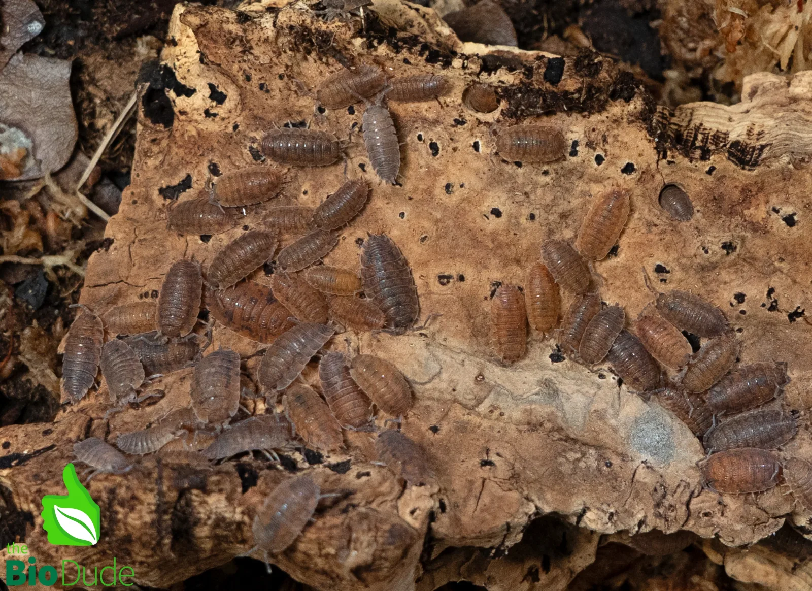 Porcellio Scaber "Red Calico" Isopods FREE SHIPPING - Image 2