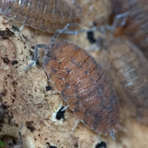 Porcellio Scaber "Red Calico" Isopods FREE SHIPPING