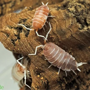 Porcellionides pruinosus "Orange Cream" Isopods FREE SHIPPING
