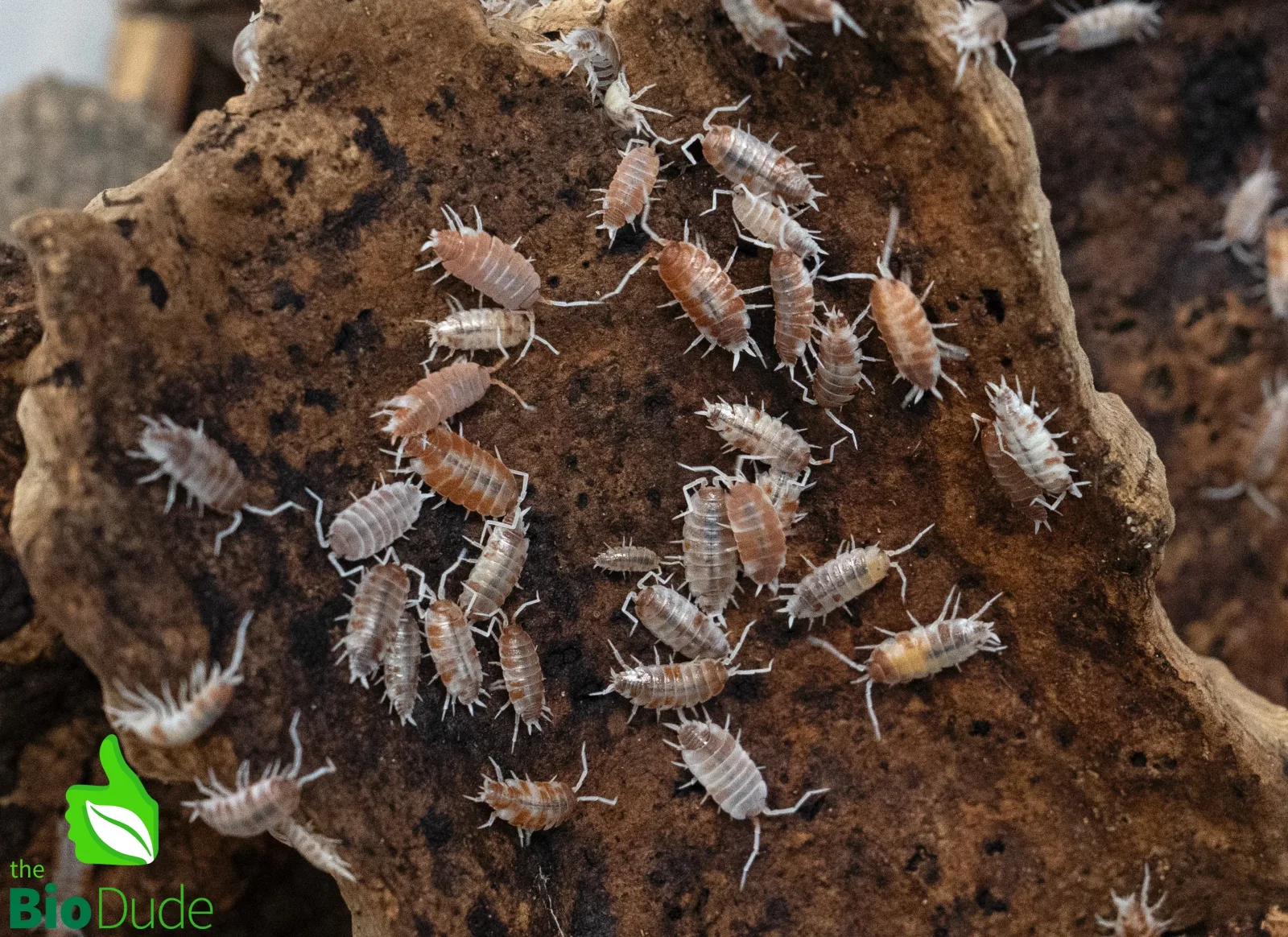 Porcellionides pruinosus "Orange Cream" Isopods FREE SHIPPING - Image 2