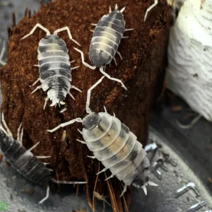 Porcellionides pruinosus "Oreo Crumble" Isopods FREE SHIPPING