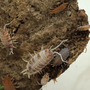 Porcellionides pruinosus "Party Mix" Isopods FREE SHIPPING