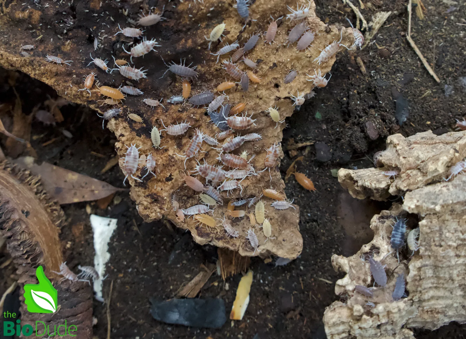 Porcellionides pruinosus "Party Mix" Isopods FREE SHIPPING - Image 2