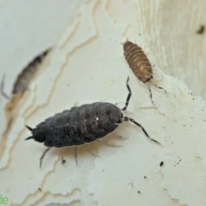 Porcellionides pruinosus "Powder Blue" Isopods FREE SHIPPING