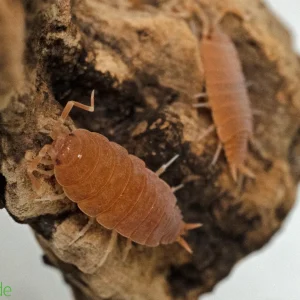 Porcellionides pruinosus "Powder Orange" Isopods FREE SHIPPING
