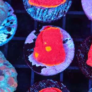 Potential Rainbow Chalice WYSIWYG - SAQ Coral Farm