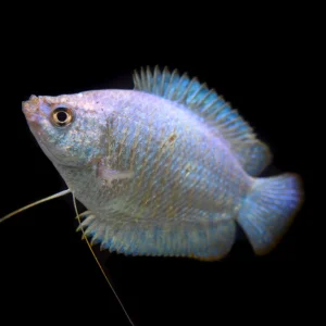 Powder Blue Dwarf Gourami