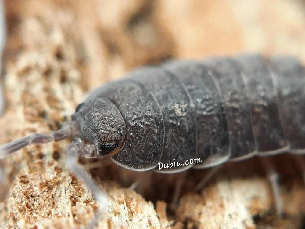 "Powder Blue" Isopods (Porcellionides pruinosus) - Image 2