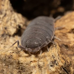 "Powder Blue" Isopods (Porcellionides pruinosus)
