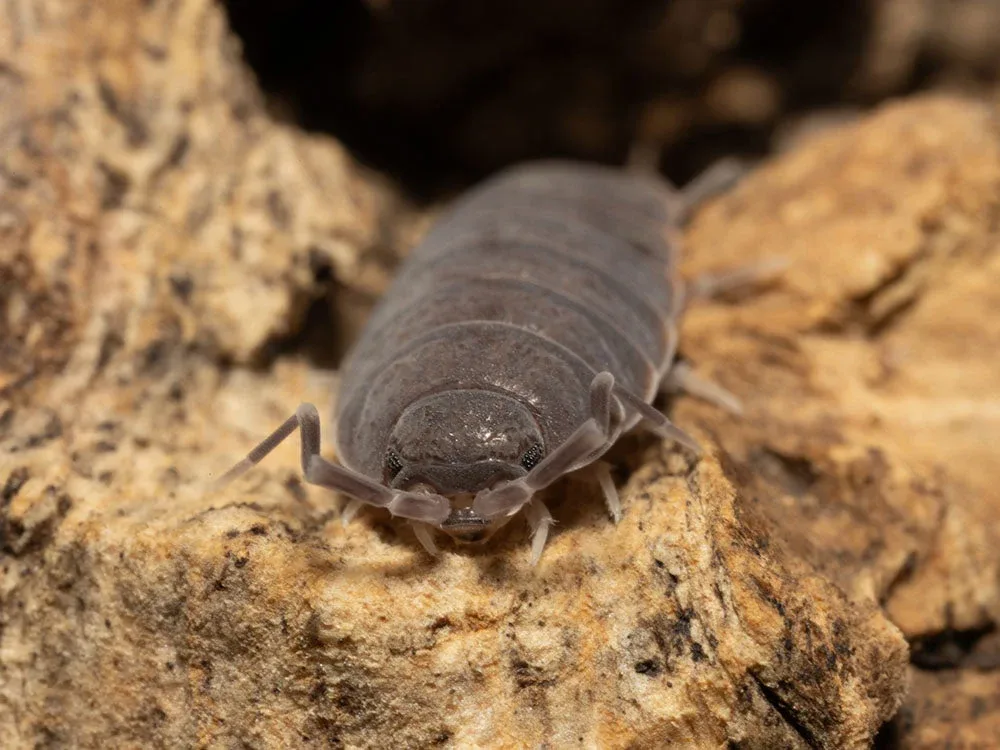 "Powder Blue" Isopods (Porcellionides pruinosus)