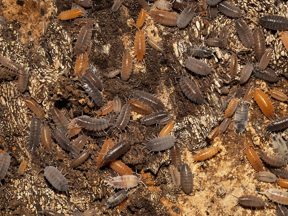 "Powder Mix" Isopods (Porcellionides pruinosus) - Image 2