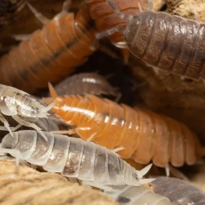 "Powder Mix" Isopods (Porcellionides pruinosus)