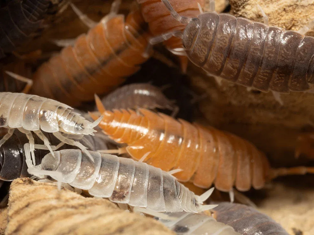 "Powder Mix" Isopods (Porcellionides pruinosus)