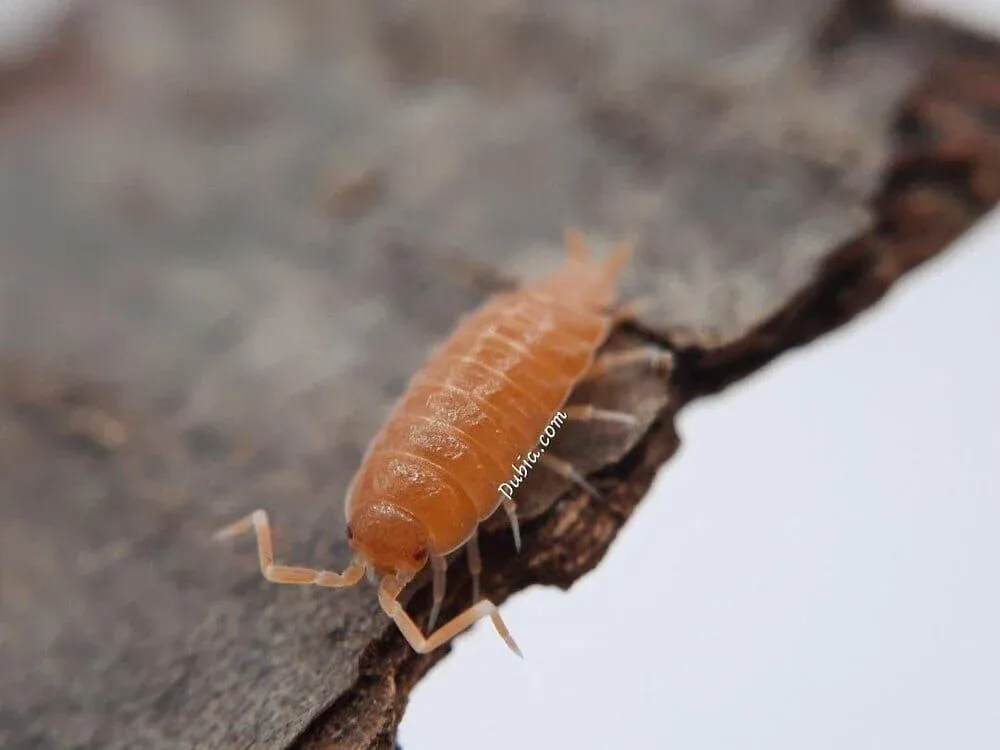 "Powder Orange" Isopods (Porcellionides pruinosus) - Image 2