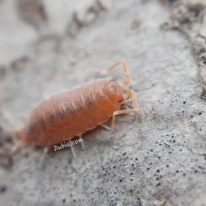 "Powder Orange" Isopods (Porcellionides pruinosus)