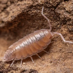 "Powder Pink" Isopods (Porcellionides pruinosus)