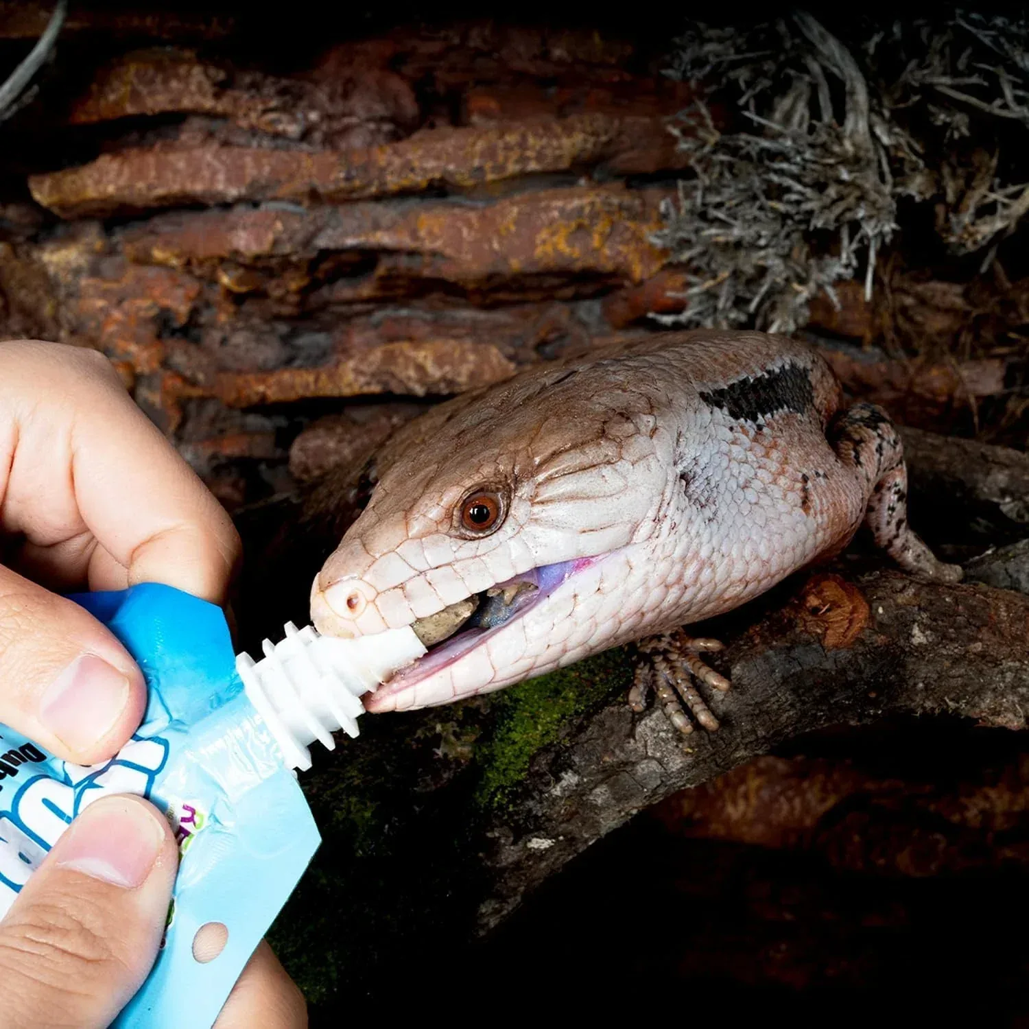 Premium Crested Gecko Food Insect Puree Dubia Paste Made with Fresh Insects 2.82oz - Image 2