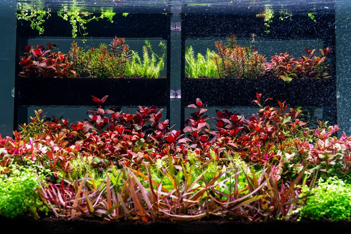 UNS Terrace Stem Plant Wall - Image 2