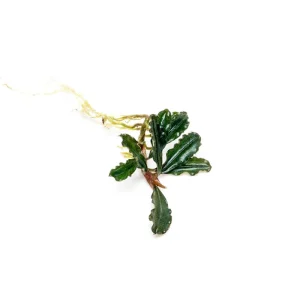 Bucephalandra Dark Phantom