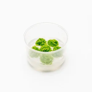 Riccia Fluitans UNS Tissue Culture