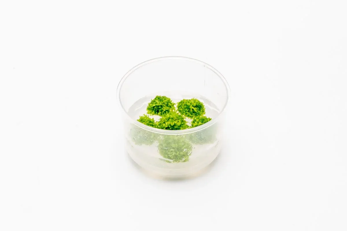 Riccia Fluitans UNS Tissue Culture