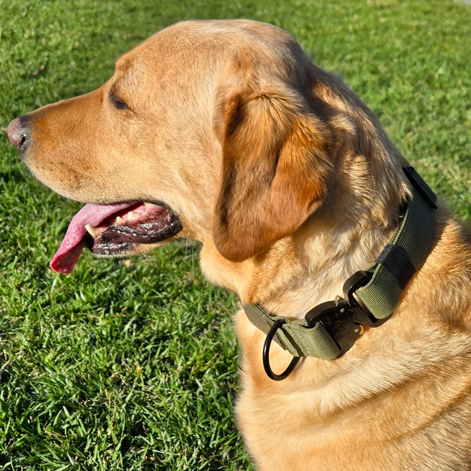 K9 Pro™ Collar: Maximum Strength and Control - Image 2