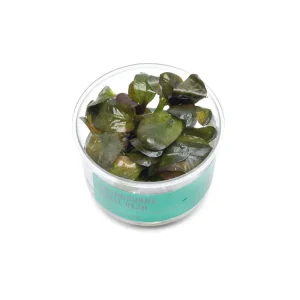 Echinodorus Small Bear Tissue Culture