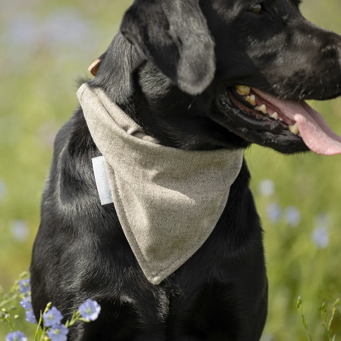 Bandana In Inchmurrin Ground by Lords & Labradors - Image 2