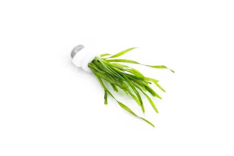 Vallisneria Torta - Image 2