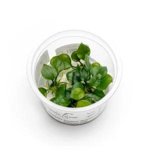 Anubias Barteri 'Round Leaf' Aquatic Farmer Tissue Culture