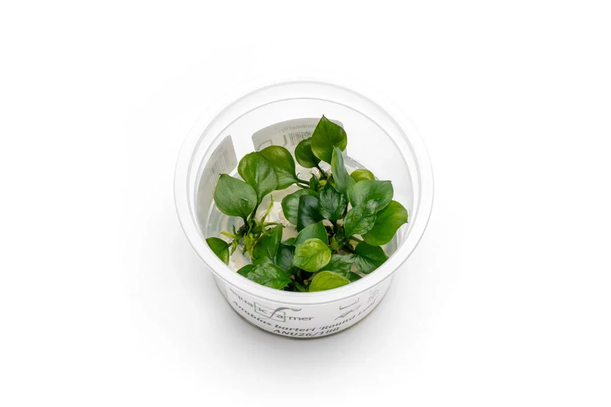 Anubias Barteri 'Round Leaf' Aquatic Farmer Tissue Culture