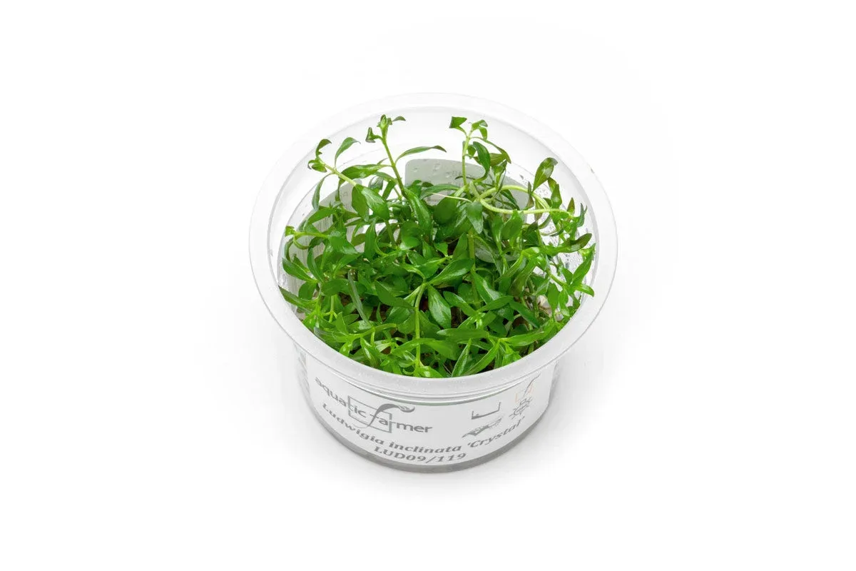 Ludwigia Crystal Aquatic Farmer Tissue Culture