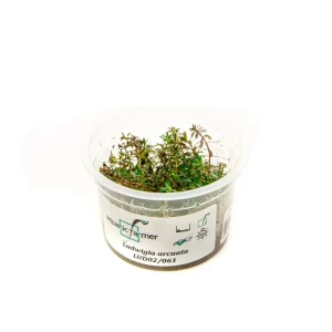 Ludwigia Arcuata Aquatic Farmer Tissue Culture