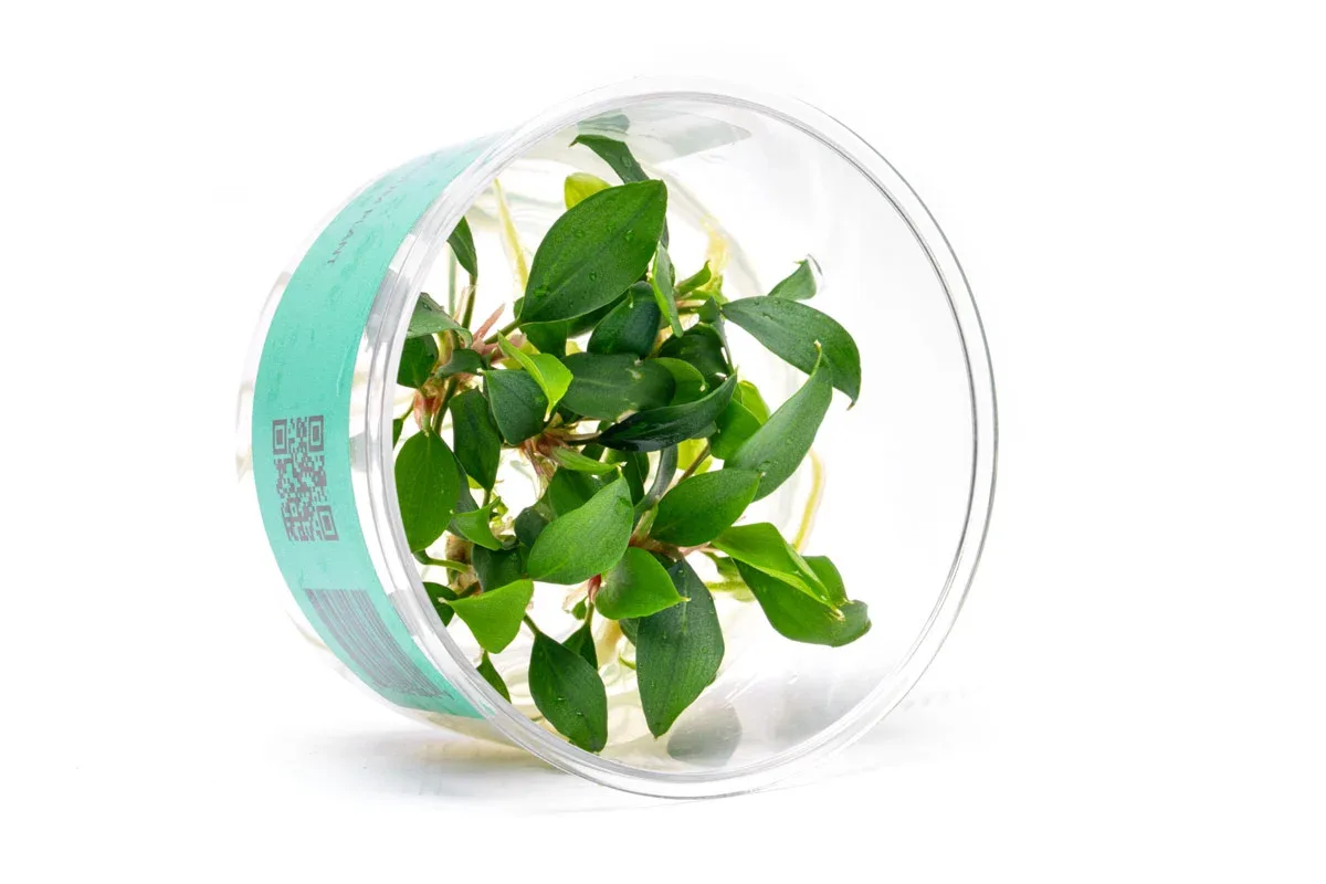 Piptospatha Ridleyi UNS Tissue Culture - Image 2