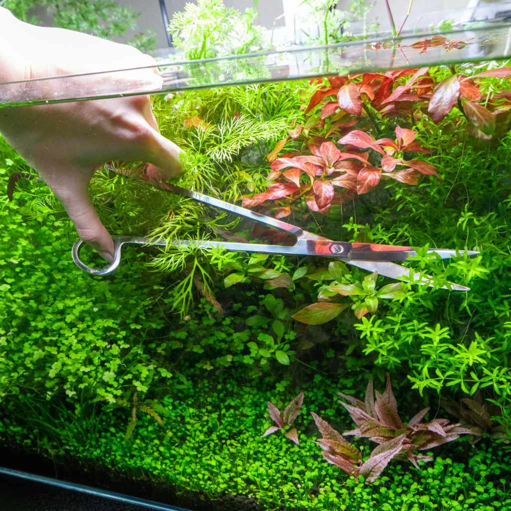 Scratch and Dent Curved Aquarium Plant Scissors - Image 2