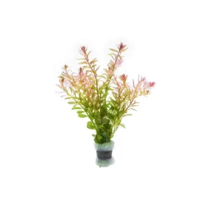 Rotala Fujian