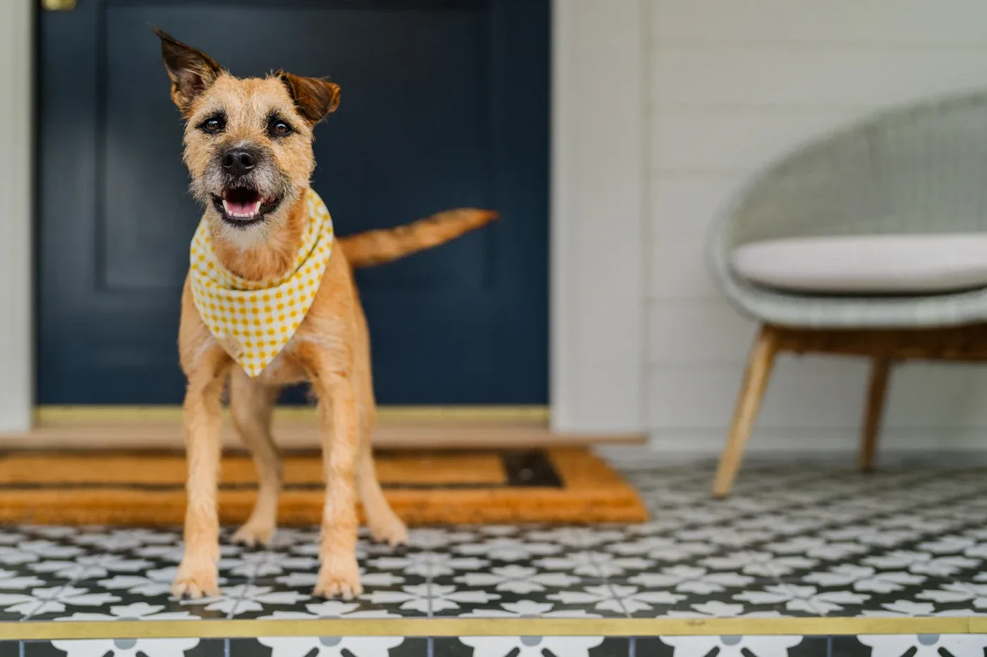 Doggy Duo Bandana - The Visionary - Image 2