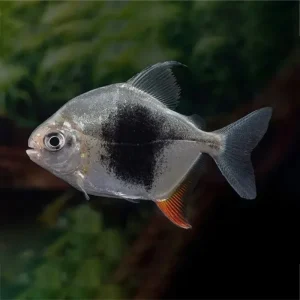 Blackberry Silver Dollar