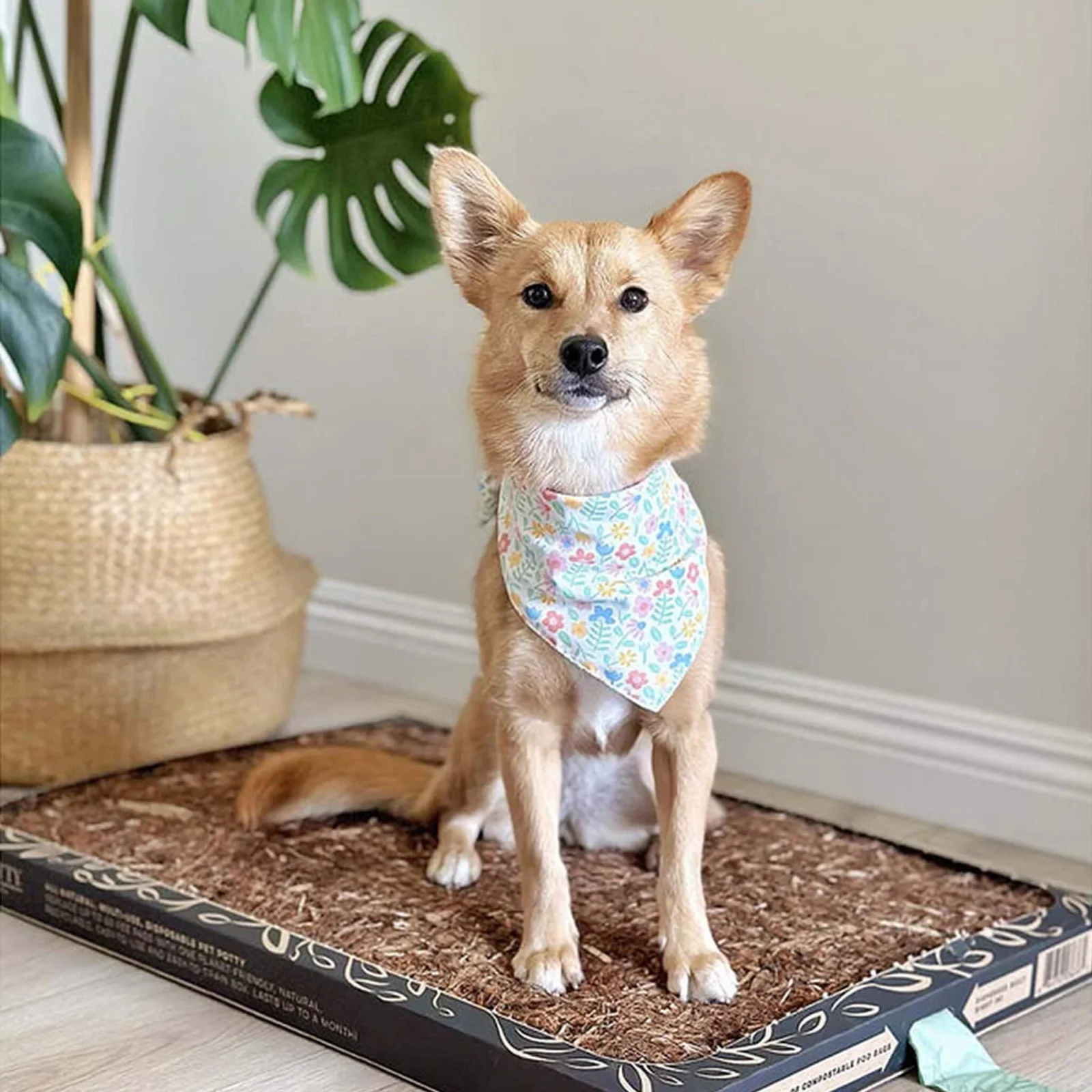 Bark Potty All Natural Pee Pad - Image 2